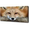 Foto obraz na plátne do obývačky Liška 100x50 cm Foto obraz na plátne do obývačky Liška 100x50 cm