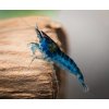 Toprybičky Neocaridina davidi - Blue Velvet Toprybičky Neocaridina davidi - Blue Velvet
