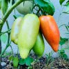 Bio Paradajka Andenhorn - Solanum lycopersicum - predaj bio semien - 8 ks Bio Paradajka Andenhorn - Solanum lycopersicum - predaj bio semien - 8 ks
