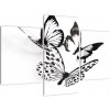 Obraz motýľov (Obraz 90x60cm) Obraz motýľov (Obraz 90x60cm)