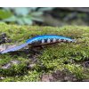 Wobler RAPALA Deep Tail Dancer TDD 9cm – Blue Flash Wobler RAPALA Deep Tail Dancer TDD 9cm – Blue Flash