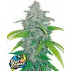 Fast Buds Cannabis Seeds Blue Dream Auto 1 pcs Fast Buds Cannabis Seeds Blue Dream Auto 1 pcs