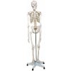 Anatomický model ľudskej kostry, 181,5 cm Anatomický model ľudskej kostry, 181,5 cm