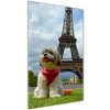 Vertikálny foto obraz sklo tvrdené Pes v Paríži 50x100 cm Vertikálny foto obraz sklo tvrdené Pes v Paríži 50x100 cm