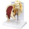 Model svalnatého boku so sedacím nervom (Anatomické modely) Model svalnatého boku so sedacím nervom (Anatomické modely)