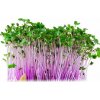 Toraf Microgreens semínka na klíčky - Kedluben červený 10 g Toraf Microgreens semínka na klíčky - Kedluben červený 10 g