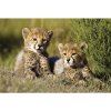 DIMEX fototapeta Malé leopardy MS-5-0229 - 375 x 250 cm (150g VLIES - LEPIDLO ZADARMO) DIMEX fototapeta Malé leopardy MS-5-0229 - 375 x 250 cm (150g VLIES - LEPIDLO ZADARMO)