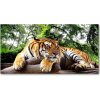 Foto obraz akrylový na stenu Tiger na skale 100x50 cm Foto obraz akrylový na stenu Tiger na skale 100x50 cm