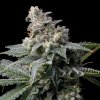 Cookies Seed Bank - GMO x Hollywood 6 ks - Semená neobsahujú THC Cookies Seed Bank - GMO x Hollywood 6 ks - Semená neobsahujú THC