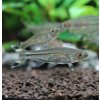 Razbora priesvitná - Rasbora trilineata Razbora priesvitná - Rasbora trilineata