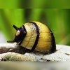 Clithon sp. Thorn Clithon sp. Thorn