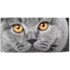Sablio Uterák Kočičí pohled - 50x100 cm Sablio Uterák Kočičí pohled - 50x100 cm