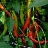 Paprika Poseidon štipľavá - Capsicum annuum - Semená papriky - 15 ks Paprika Poseidon štipľavá - Capsicum annuum - Semená papriky - 15 ks