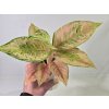 Aglaonema Aqua Green Aglaonema Aqua Green