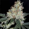 B-S-B Genetics - Stardawg 1 ks - Semienka neobsahujú THC B-S-B Genetics - Stardawg 1 ks - Semienka neobsahujú THC