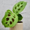 Maranta Cintho variegata baby Maranta Cintho variegata baby