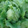 Šalát hlávkový Tarzan - Lactuca sativa L. - predaj semien šalátu - 250 ks Šalát hlávkový Tarzan - Lactuca sativa L. - predaj semien šalátu - 250 ks