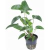 Anubias gracilis