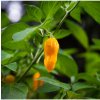 Chilli Bleeding Jigsaw - Capsicum chinense - predaj semien - 7 ks Chilli Bleeding Jigsaw - Capsicum chinense - predaj semien - 7 ks