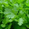 Bio Petržlen Gigante di Italia hladkolistá - Petroselinum crispum - predaj bio semien - 200 ks Bio Petržlen Gigante di Italia hladkolistá - Petroselinum crispum - predaj bio semien - 200 ks