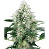 Sensi Seeds Cannabis Seeds Pure Power Plant Automatic Feminizované od White Label, 3-10 ks 10 ks Sensi Seeds Cannabis Seeds Pure Power Plant Automatic Feminizované od White Label, 3-10 ks 10 ks