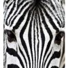 DIMEX fototapeta Zebra MS-3-0234 - 225 x 250 cm (150g VLIES - LEPIDLO ZADARMO) DIMEX fototapeta Zebra MS-3-0234 - 225 x 250 cm (150g VLIES - LEPIDLO ZADARMO)