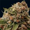 Vision Seeds - Lambs Breath x AK-49 3 ks - Semená neobsahujú THC Vision Seeds - Lambs Breath x AK-49 3 ks - Semená neobsahujú THC