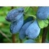 Zemolez kamčatský Wojtek 30-50cm - Lonicera caerulea kont. 1,5 l Zemolez kamčatský Wojtek 30-50cm - Lonicera caerulea kont. 1,5 l