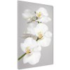 Vertikálny foto obraz akryl do obývačky Biela orchidea 50x100 cm Vertikálny foto obraz akryl do obývačky Biela orchidea 50x100 cm