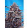 Sweet Seeds Devil Cream Auto neobsahuje THC 3 semena Sweet Seeds Devil Cream Auto neobsahuje THC 3 semena