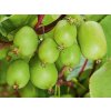 Mini kiwi Issai, výška 20-40 cm, kvetináč 9 cm Mini kiwi Issai, výška 20-40 cm, kvetináč 9 cm