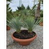 Yucca rostrata dvojkmeň vo výške 70 cm Yucca rostrata dvojkmeň vo výške 70 cm