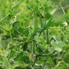 Hrach dreňový Gloriosa - Pisum sativum - semená - 85 ks Hrach dreňový Gloriosa - Pisum sativum - semená - 85 ks