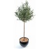 Umelý strom Olivovník prírodný kmeň, 150cm Umelý strom Olivovník prírodný kmeň, 150cm