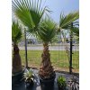 Washingtonia filibusta s výškou kmeňa 100 cm s celkovou výškou 270 cm Washingtonia filibusta s výškou kmeňa 100 cm s celkovou výškou 270 cm