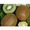 Kiwi veľkoplodé Hayward, výška 150-180 cm, kvetináč 3 l Kiwi veľkoplodé Hayward, výška 150-180 cm, kvetináč 3 l