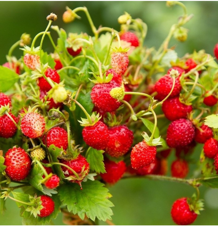 BIO jahody stáleplodiace Reine des Vallées - Fragaria ananassa - semená jahôd - 10 ks