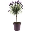 Levanduľa korunkatá na kmienku FloraSelf Lavandula stoechas 'Anouk' výška 40-50 cm kvetináč Ø 15 cm Levanduľa korunkatá na kmienku FloraSelf Lavandula stoechas 'Anouk' výška 40-50 cm kvetináč Ø 15 cm