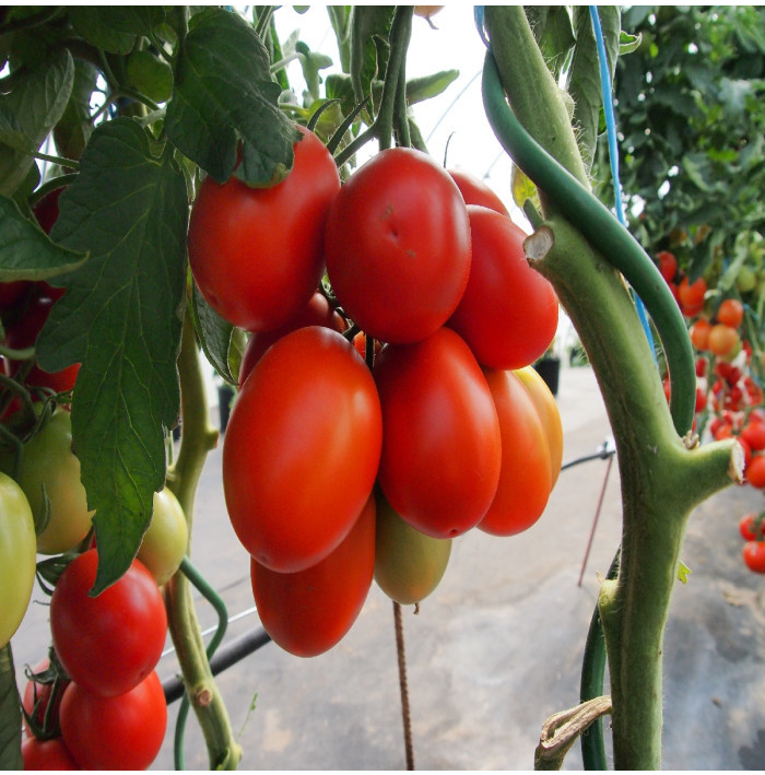 Paradajka Sonet F1 - Solanum lycopersicum - semená paradajky - 20 ks