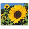 Vymalujsisam.sk Diamantovanie podľa čísiel - Slnečnica Veľkosť: 40x50cm, Rám: Bez rámu, iba zrolované plátno, Diamanty: Hranaté Vymalujsisam.sk Diamantovanie podľa čísiel - Slnečnica Veľkosť: 40x50cm, Rám: Bez rámu, iba zrolované plátno, Diamanty: Hranaté