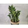 Zamioculcas ‘Pixie’ Zamioculcas ‘Pixie’