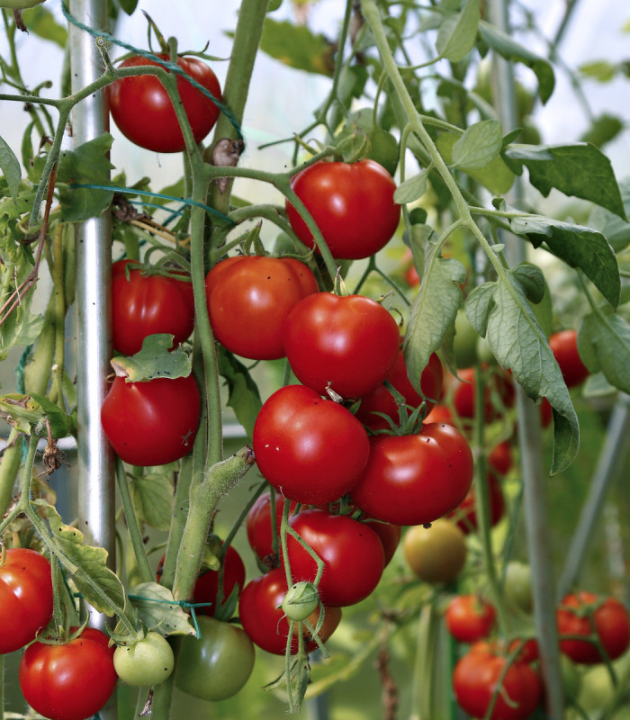 Paradajka koktailová Cerise – Solanum lycopersicum – semená paradajok – 10 ks