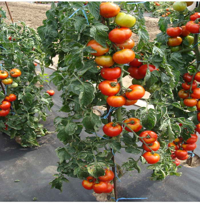 Paradajka Štart S F1 - Solanum lycopersicum - semená paradajky - 10 ks