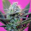 Sweet Seeds - + Speed Auto 25 ks - semená neobsahujú THC Sweet Seeds - + Speed Auto 25 ks - semená neobsahujú THC