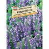 Sperli catnip Blue Tomcat Nepeta x faassenii Sperli catnip Blue Tomcat Nepeta x faassenii