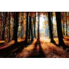DIMEX | Vliesové fototapety na stenu Farebný jesenný les MS-5-1877 | 375 x 250 cm | čierna, oranžová, hnedá + Vliesová fototapeta na stenu DIMEX Farebný jesenný les MS51877 v rozmere 375 x 250 cm DIMEX | Vliesové fototapety na stenu Farebný jesenný les MS-5-1877 | 375 x 250 cm | čierna, oranžová, hnedá + Vliesová fototapeta na stenu DIMEX Farebný jesenný les MS51877 v rozmere 375 x 250 cm