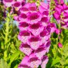 Náprstník fialový - Digitalis purpurea - semená - 400 ks Náprstník fialový - Digitalis purpurea - semená - 400 ks