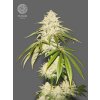 The Bulldog Seeds Joris Pound Cake Feminized, 3 a 5 ks 3 pcs The Bulldog Seeds Joris Pound Cake Feminized, 3 a 5 ks 3 pcs