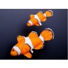 Vankúš Nemo - Klaun očkatý - 56cm (Vankúš Nemo - Klaun očkatý - 56cm) Vankúš Nemo - Klaun očkatý - 56cm (Vankúš Nemo - Klaun očkatý - 56cm)