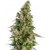 Sensi Seeds Cannabis Seeds Afghani #1 Automatic® Feminized, 3-10 ks 5 ks Sensi Seeds Cannabis Seeds Afghani #1 Automatic® Feminized, 3-10 ks 5 ks